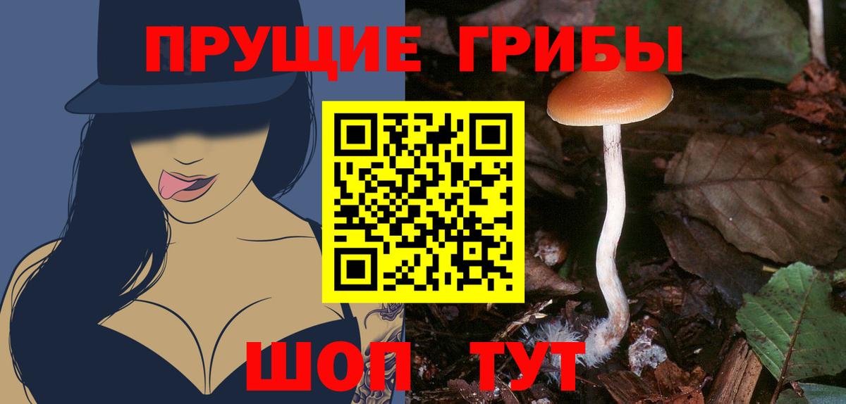 Псилоцибиновые грибы мицелий Тихвин